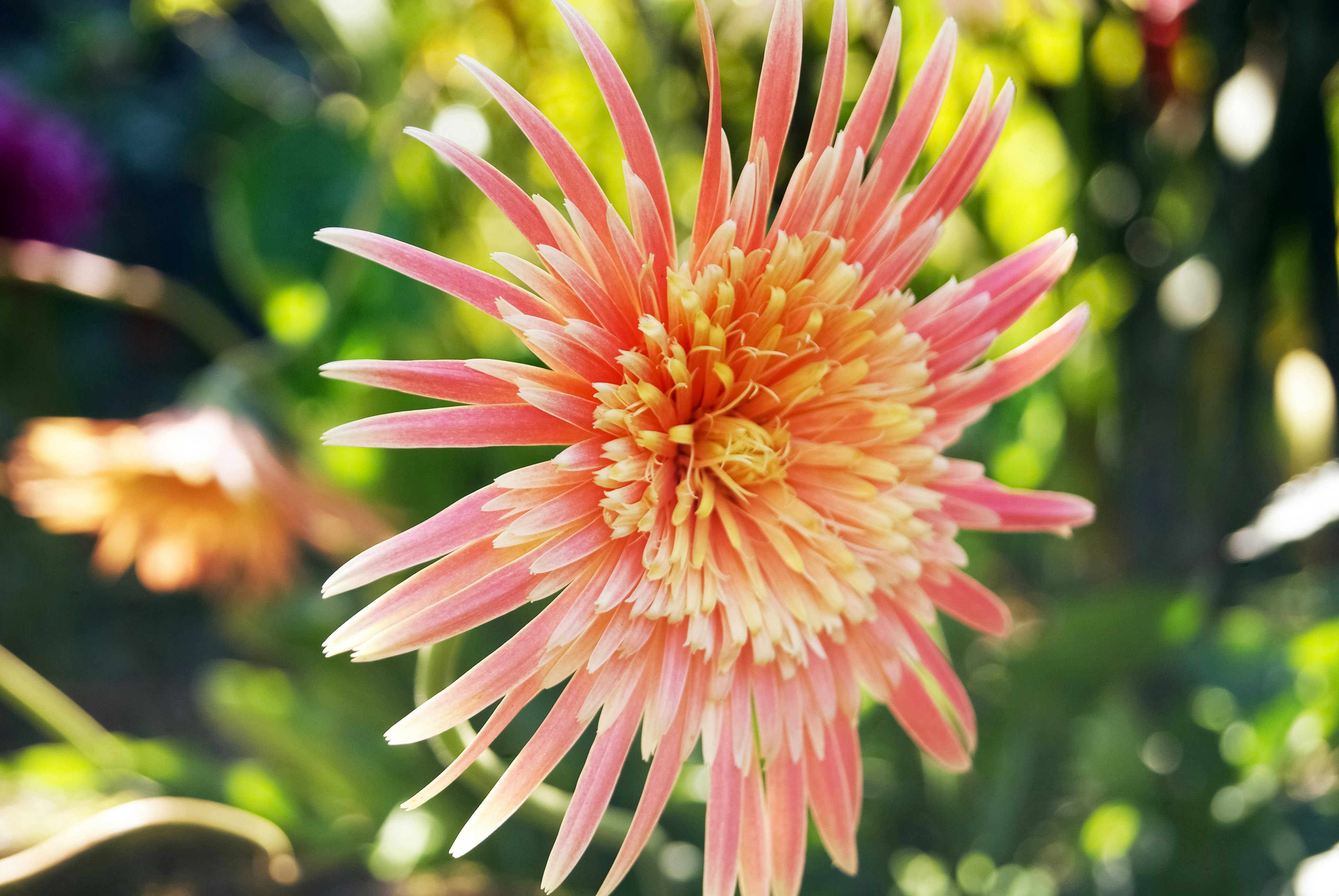 pink and yellow flower in tilt shift lens